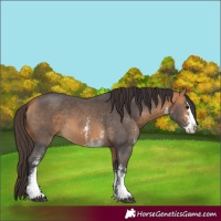 Horse Color:Buckskin Sabino