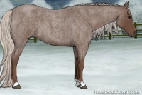 Horse Color:Silver Blue Roan 