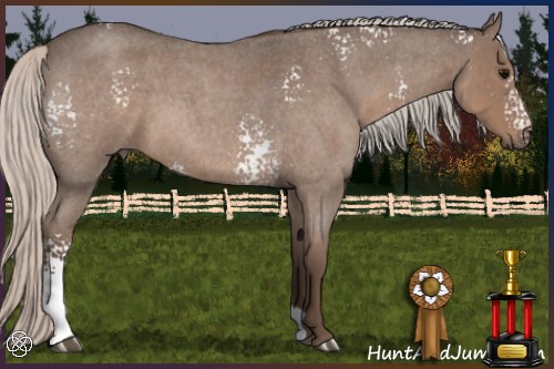 Horse Color:White Spotted Silver Blue Roan 