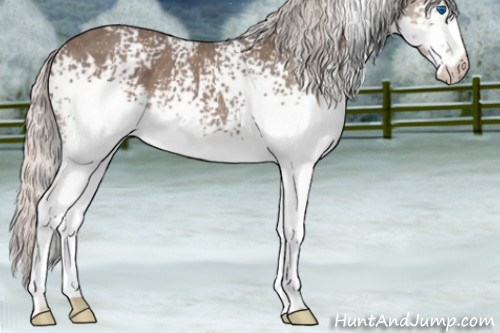Horse Color:White Spotted Silver Blue Roan Splash 