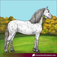 Horse Color:Smoky Blue Roan Near Leopard 
