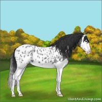 Horse Color:Blue Roan Splash Near Leopard 