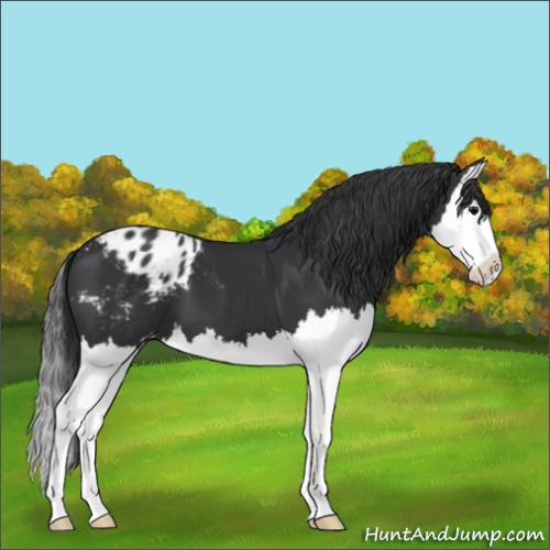 Horse Color:Black Splash Varnish 