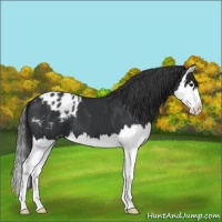 Horse Color:Black Splash Varnish 