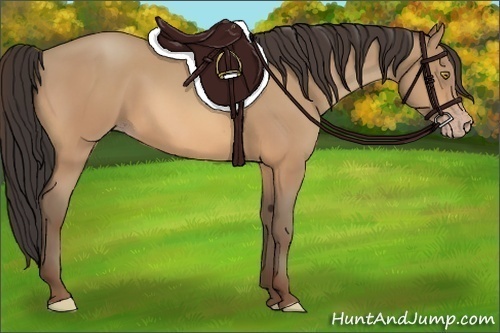 Horse Color:Amber Champagne 