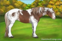 Horse Color:White Spotted Liver Chestnut Tobiano 