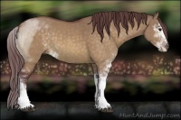 Horse Color:Chocolate Buckskin Dun Sabino 