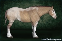 Horse Color:Chocolate Buckskin Dun Sabino Rabicano