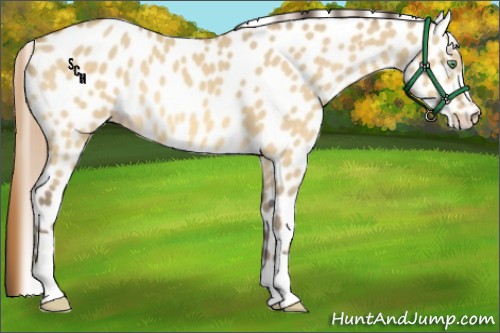 Horse Color:Amber Cream Champagne Dun Leopard 