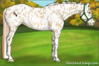 Horse Color:Amber Cream Champagne Dun Appaloosa