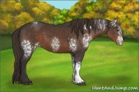 Horse Color:White Spotted Liver Chestnut 