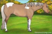 Horse Color:Silver Bay Dun Tobiano 