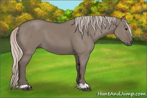 Horse Color:Silver Grullo 