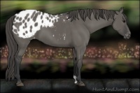 Horse Color:Grullo Appaloosa 