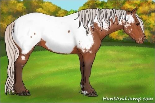 Horse Color:Silver Bay Appaloosa