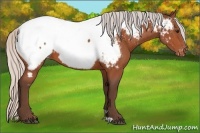 Horse Color:Silver Bay Appaloosa