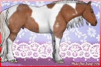 Horse Color:Silver Black Tobiano