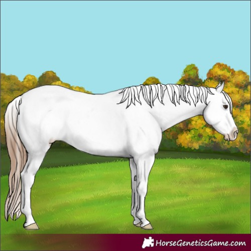 Horse Color:White Spotted Chestnut Appaloosa 