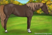 Horse Color:Liver Chestnut Sabino 