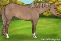 Horse Color:Liver Red Dun 