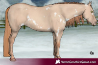 Horse Color:White Spotted Gold Champagne Dun