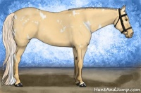 Horse Color:White Spotted Palomino Dun 