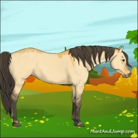 Horse Color:Buckskin Dun 