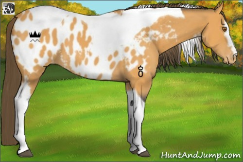 Horse Color:White Spotted Buckskin Tobiano Appaloosa 