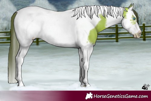 Horse Color:Amber Cream Champagne Splash Tobiano Frame 