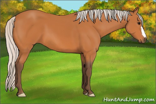 Horse Color:Silver Bay 