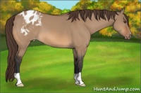 Horse Color:Bay Dun Appaloosa 