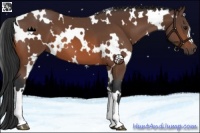 Horse Color:White Spotted Bay 