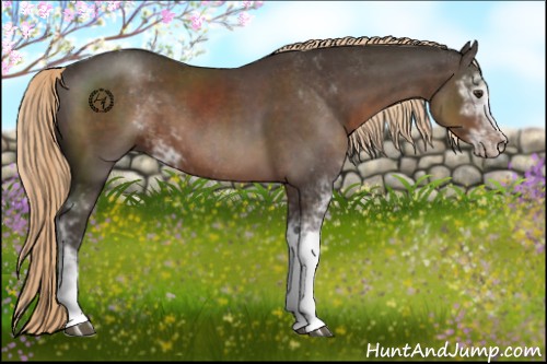 Horse Color:Liver Chestnut Sabino 