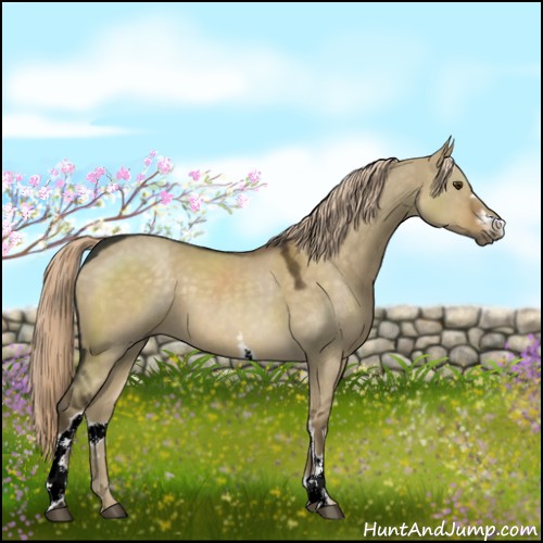 Horse Color:White Spotted Chocolate Palomino Dun 
