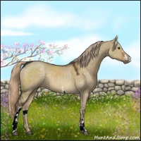 Horse Color:White Spotted Chocolate Palomino Dun 