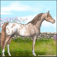 Horse Color:Gold Champagne Roan Appaloosa 