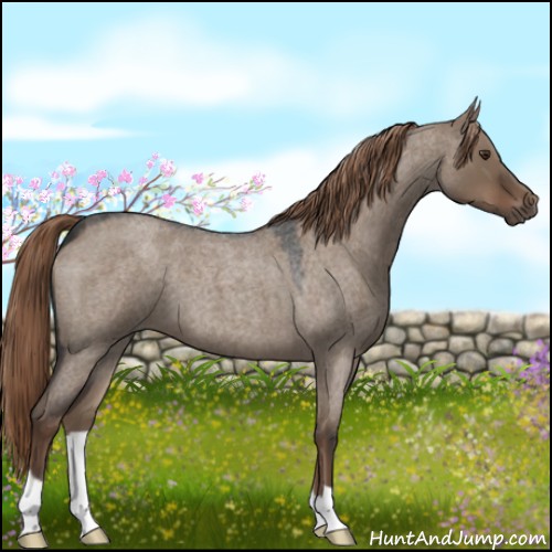 Horse Color:Liver Red Dun Roan