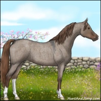 Horse Color:Liver Red Dun Roan 