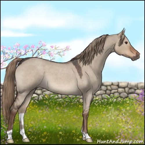 Horse Color:Liver Red Dun Roan 