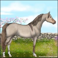 Horse Color:Liver Red Dun Roan 