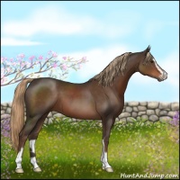 Horse Color:Liver Chestnut Sabino 