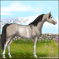 Horse Color:White Spotted Liver Red Dun