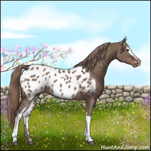 Horse Color:White Spotted Liver Red Dun Appaloosa 