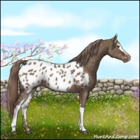Horse Color:White Spotted Liver Red Dun Appaloosa