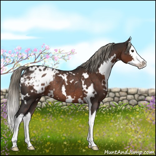 Horse Color:White Spotted Liver Chestnut Sabino Splash Appaloosa Rabicano