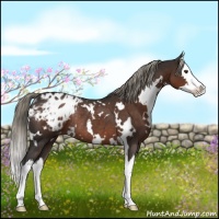 Horse Color:White Spotted Liver Chestnut Sabino Splash Varnish Rabicano 