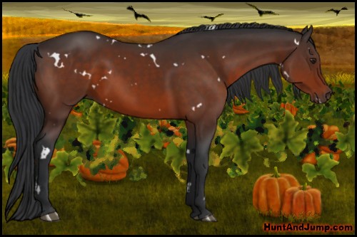 Horse Color:White Spotted Brown Rabicano
