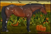 Horse Color:White Spotted Brown Rabicano