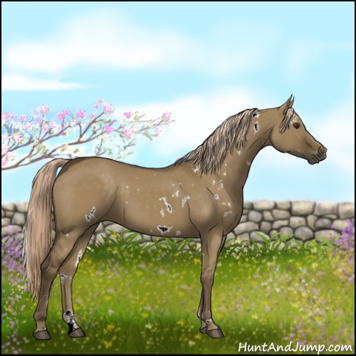 Horse Color:White Spotted Chocolate Palomino Dun 