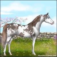 Horse Color:White Spotted Liver Chestnut Ice Splash 